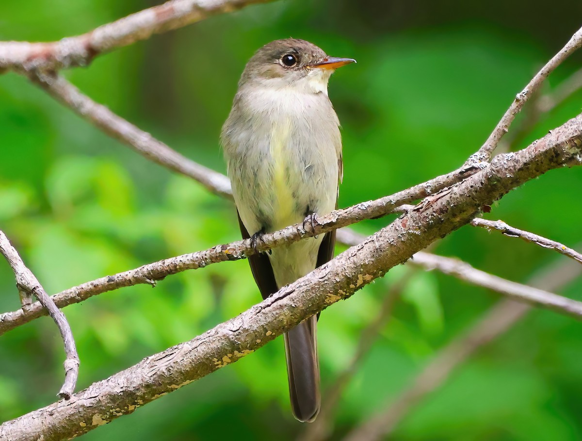 Eastern Wood-Pewee - ML620831777