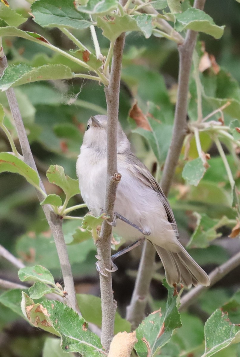 bird sp. - ML620831800