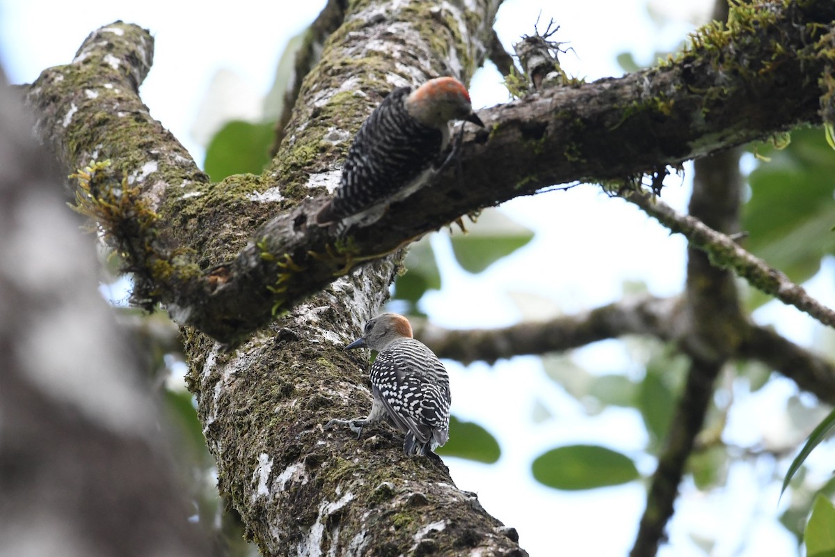 Red-crowned Woodpecker - ML620831804