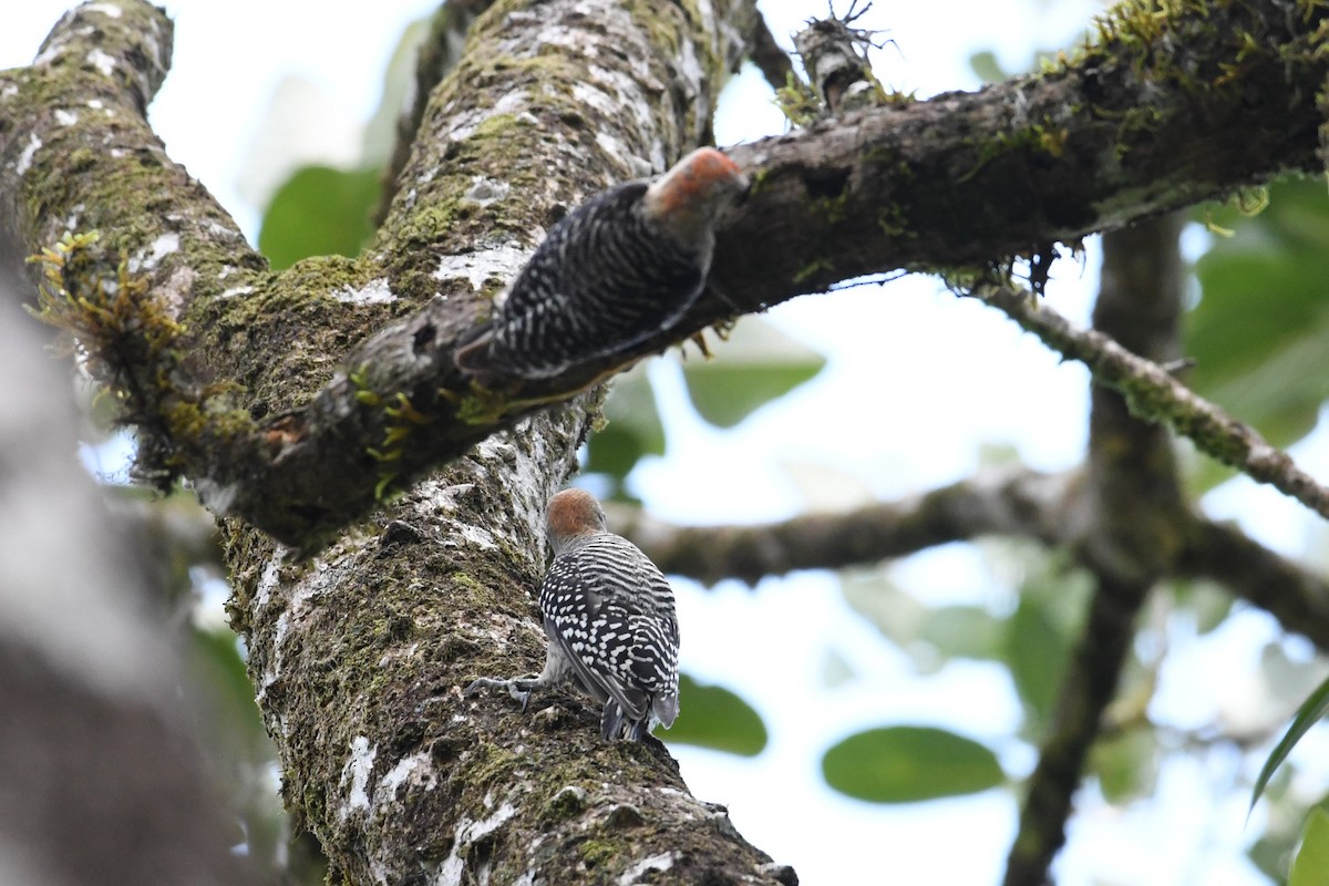 Red-crowned Woodpecker - ML620831805