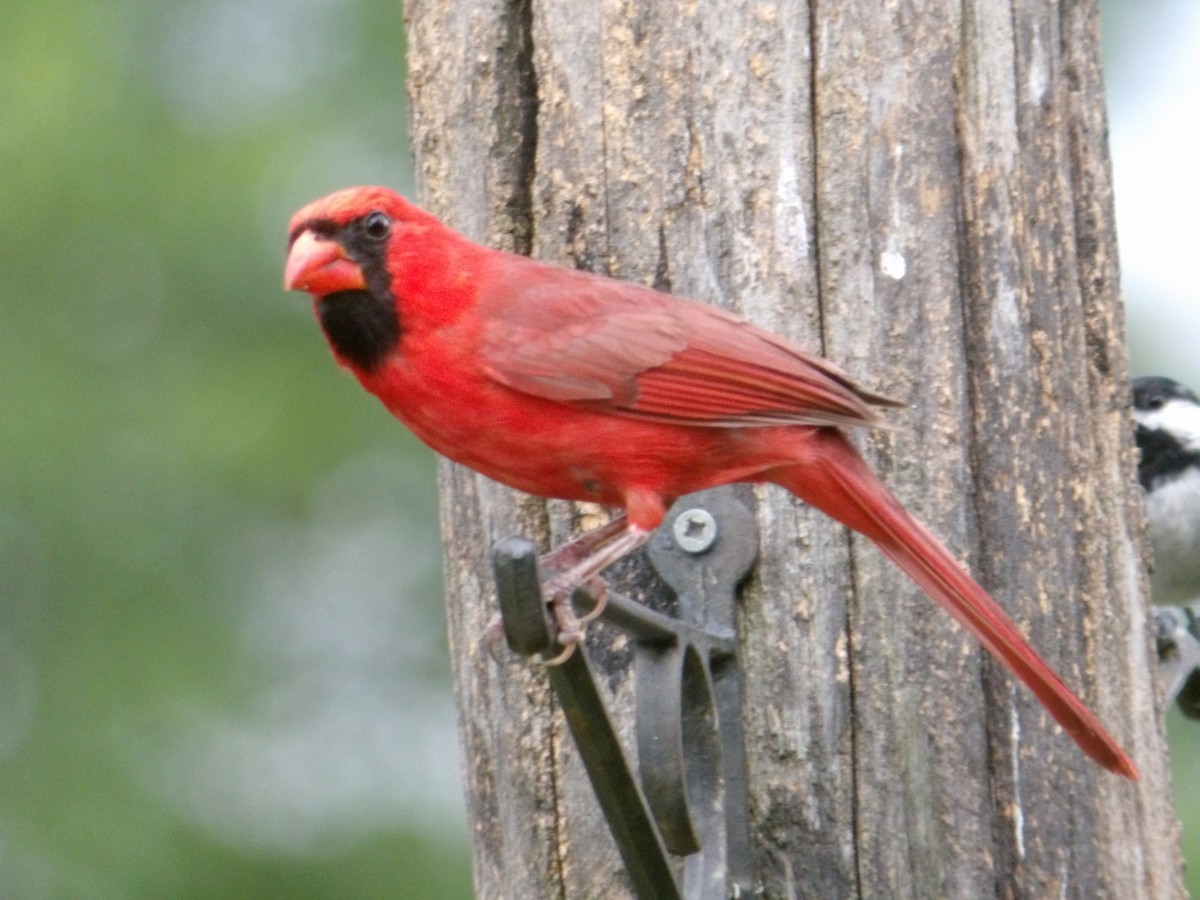 Cardinal rouge - ML620831819