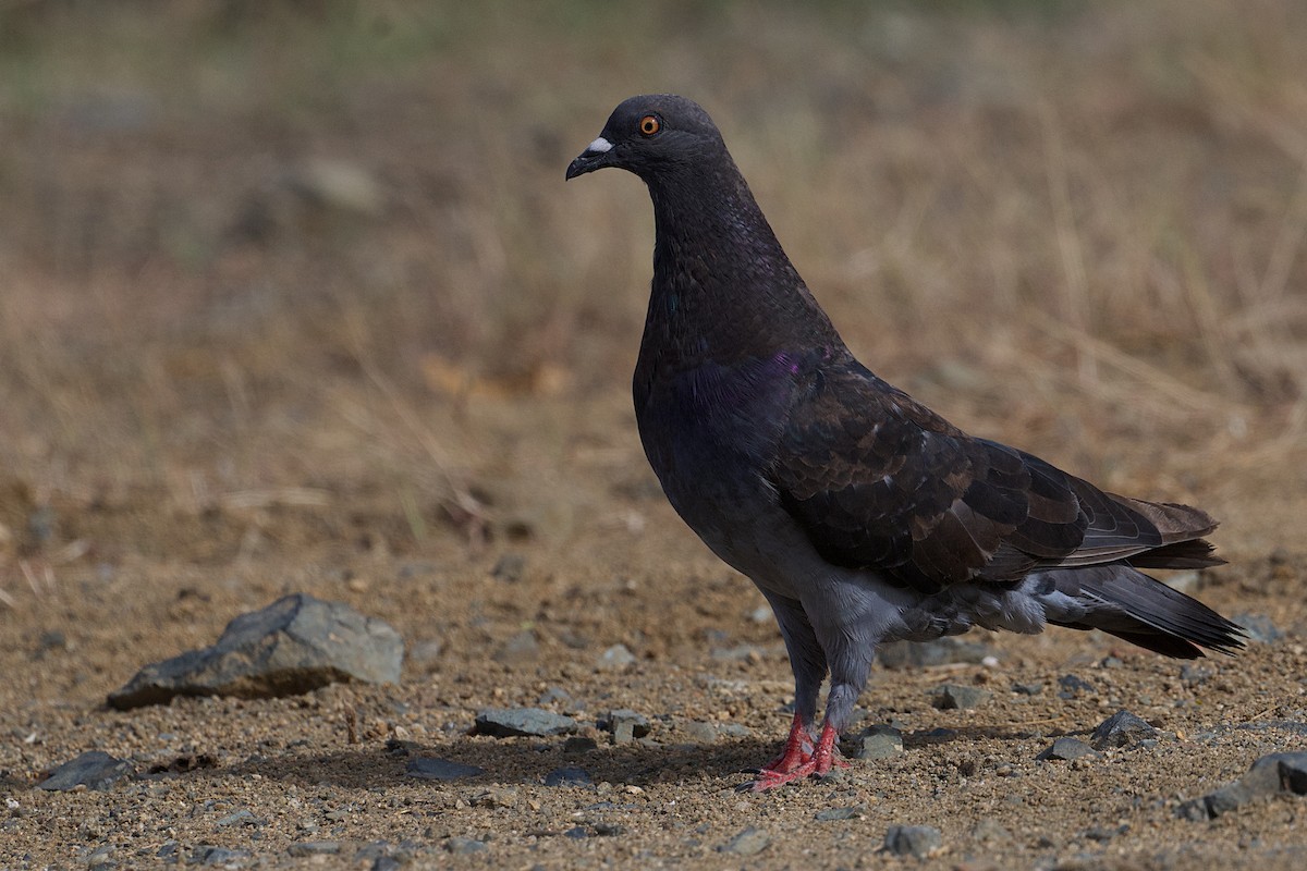 Rock Pigeon (Feral Pigeon) - ML620831829