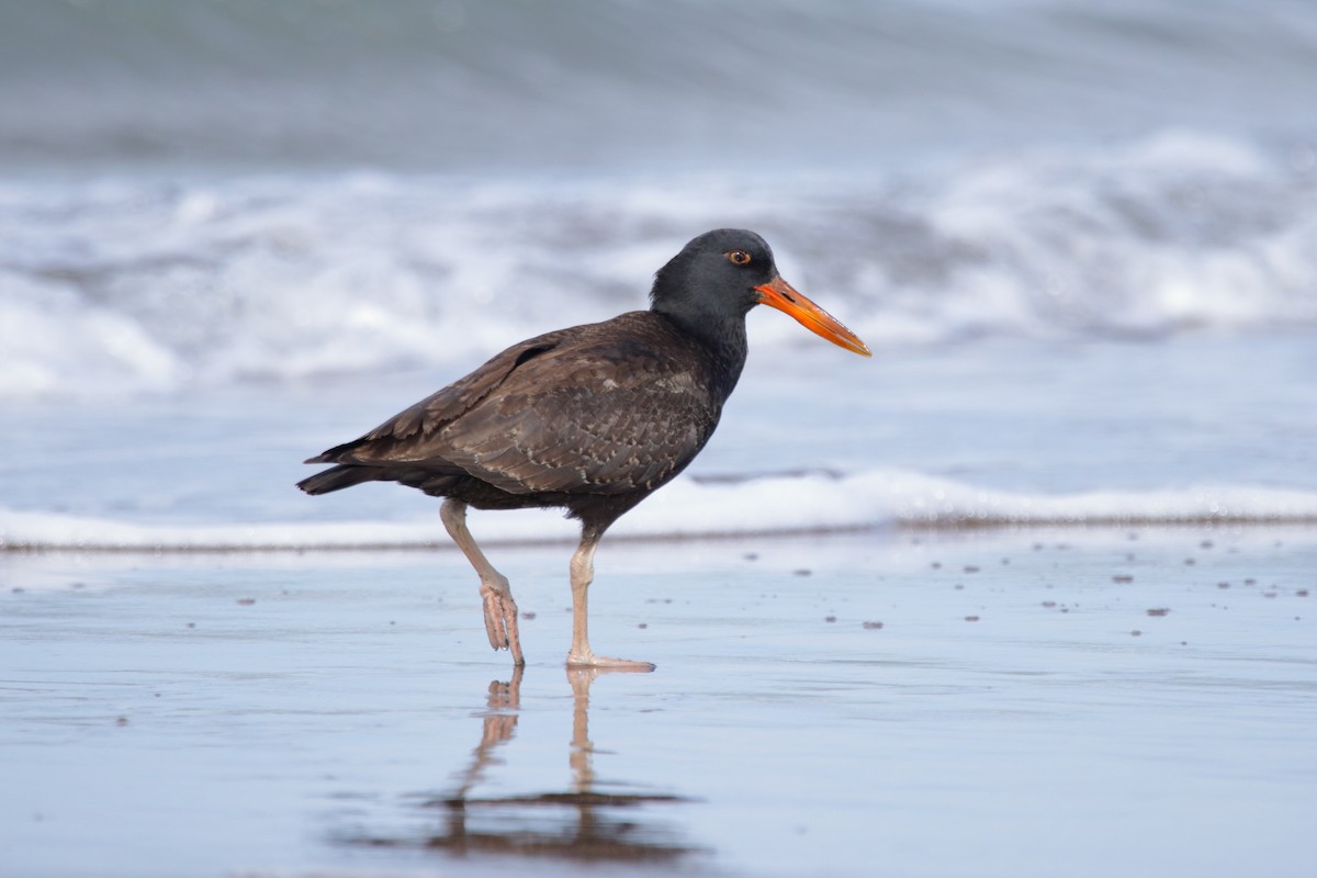 Blackish Oystercatcher - ML620831832