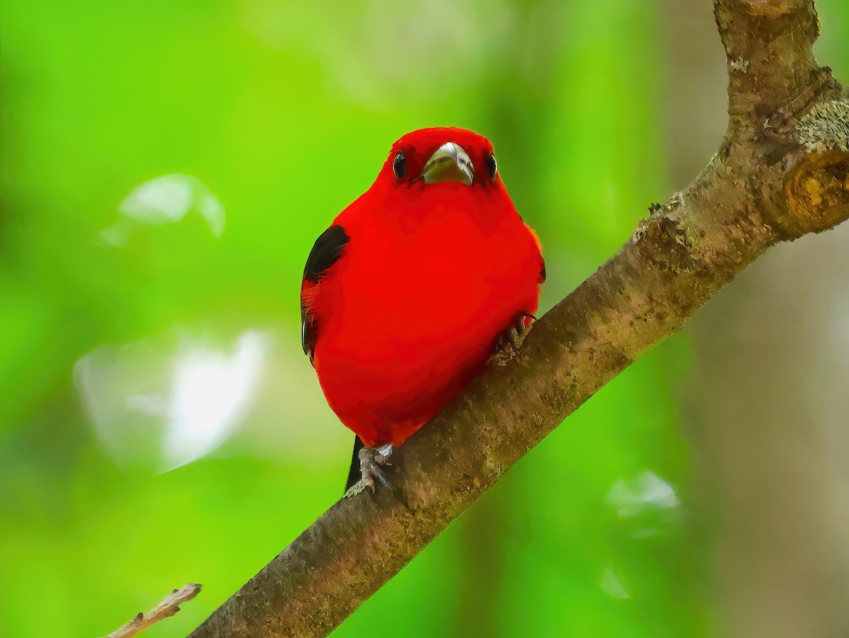 Scarlet Tanager - ML620831836