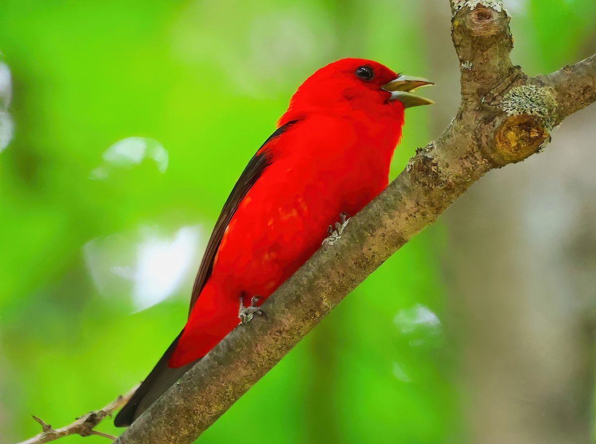 Scarlet Tanager - ML620831837