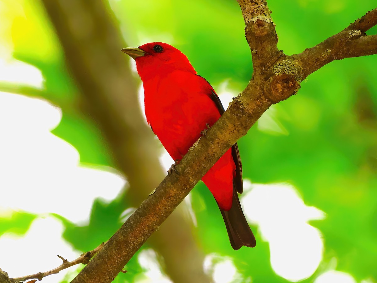 Scarlet Tanager - Eric Patry