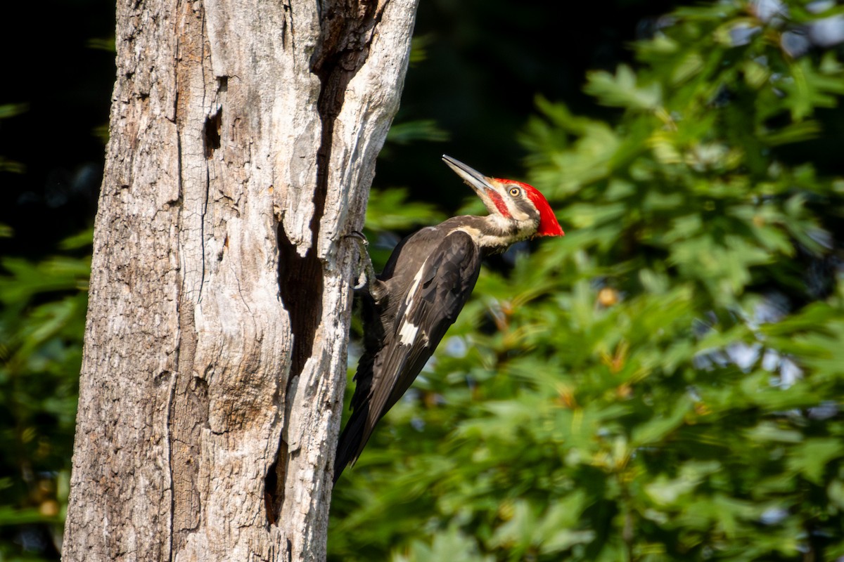 Pileated Woodpecker - ML620831842