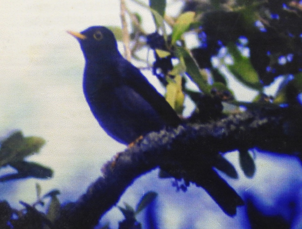 Yellow-legged Thrush - ML620831844