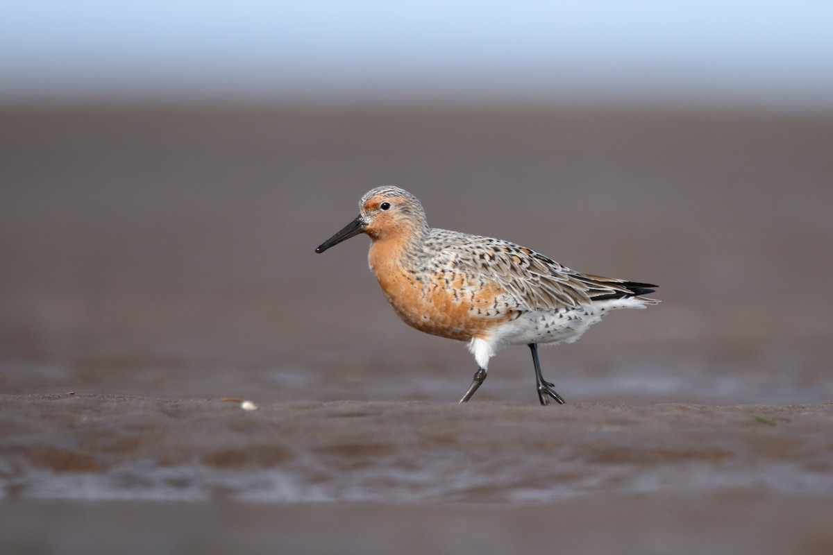 Red Knot - ML620831846