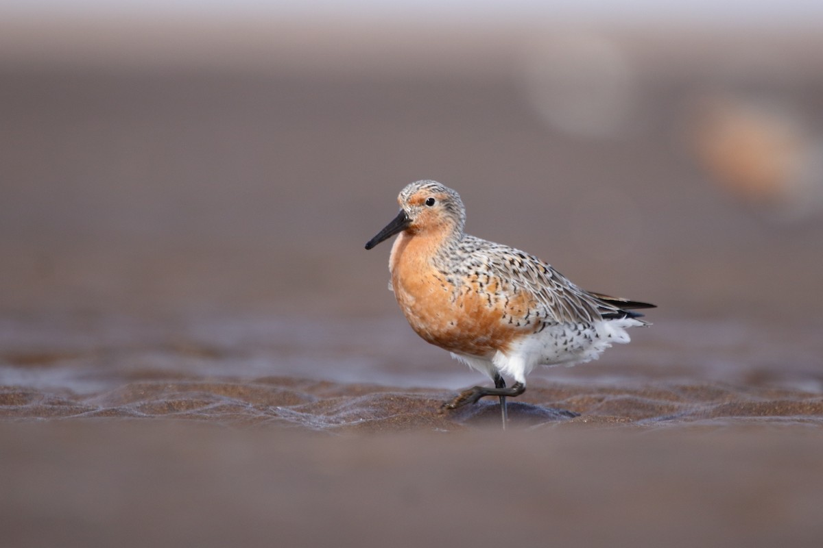 Red Knot - ML620831855