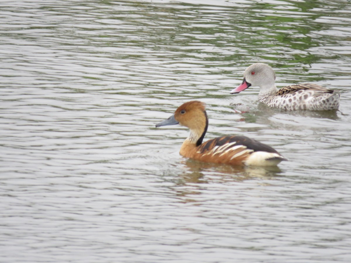 Dendrocygne fauve - ML620831857