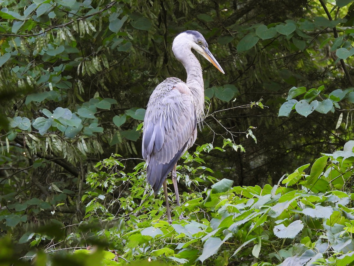 Great Blue Heron - ML620831862