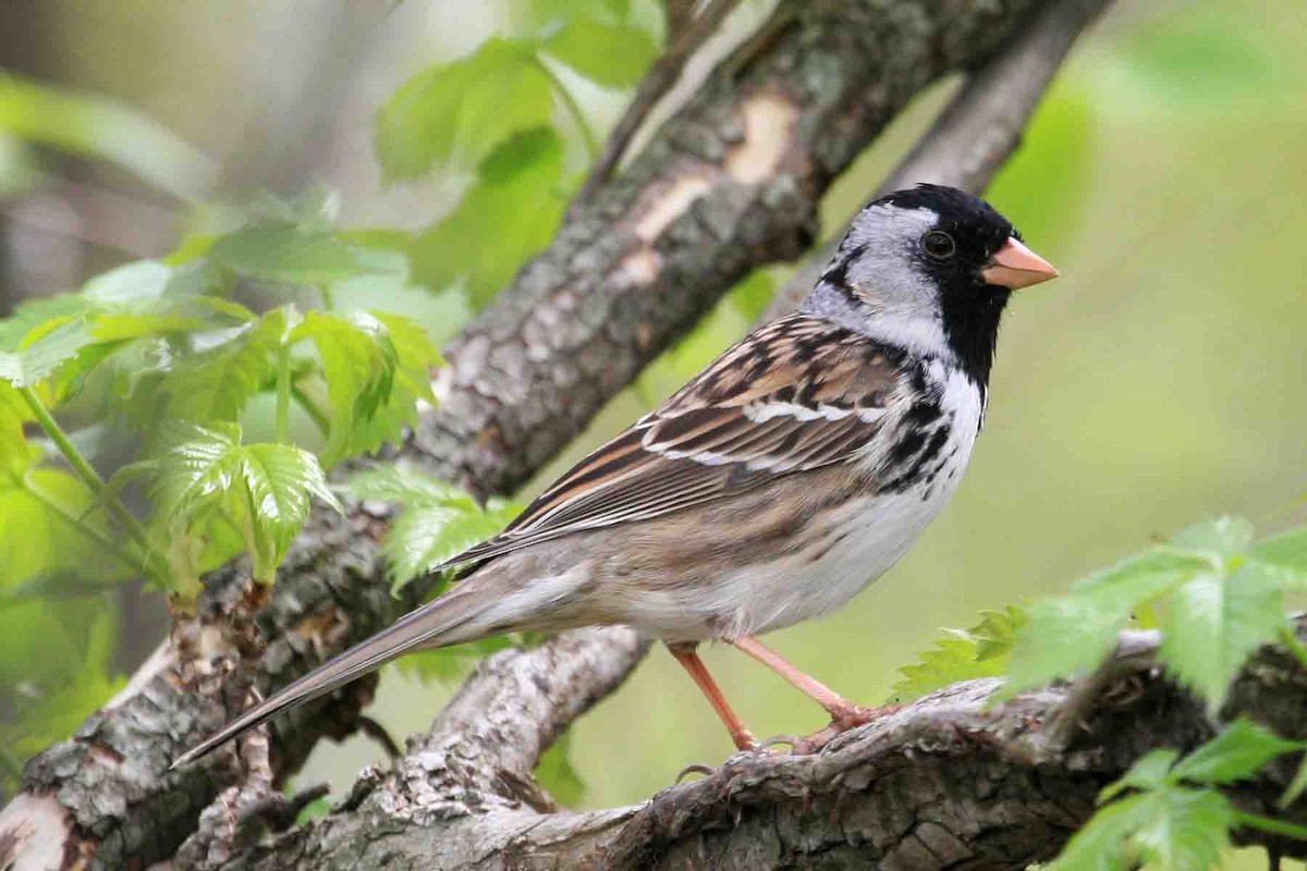 Harris's Sparrow - ML620831864