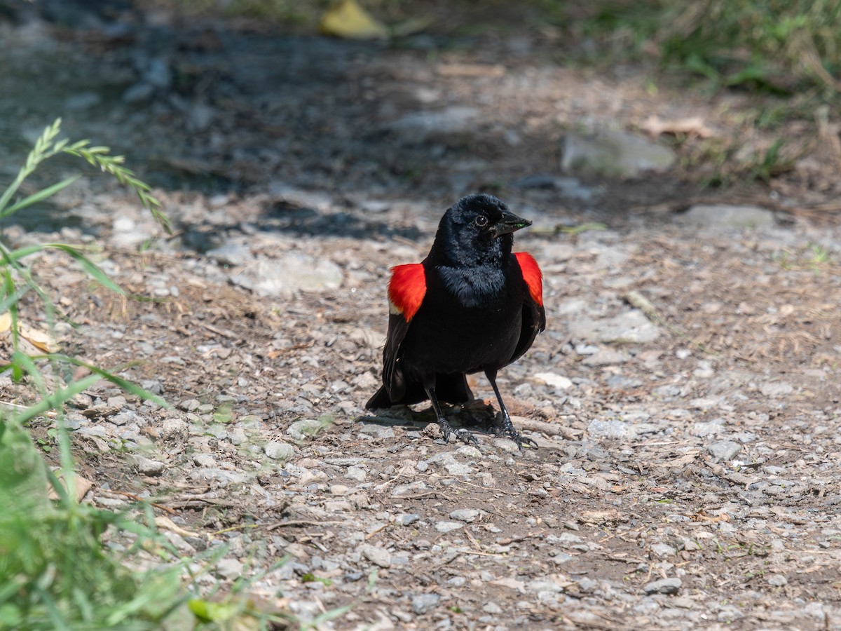 Red-winged Blackbird - ML620831867