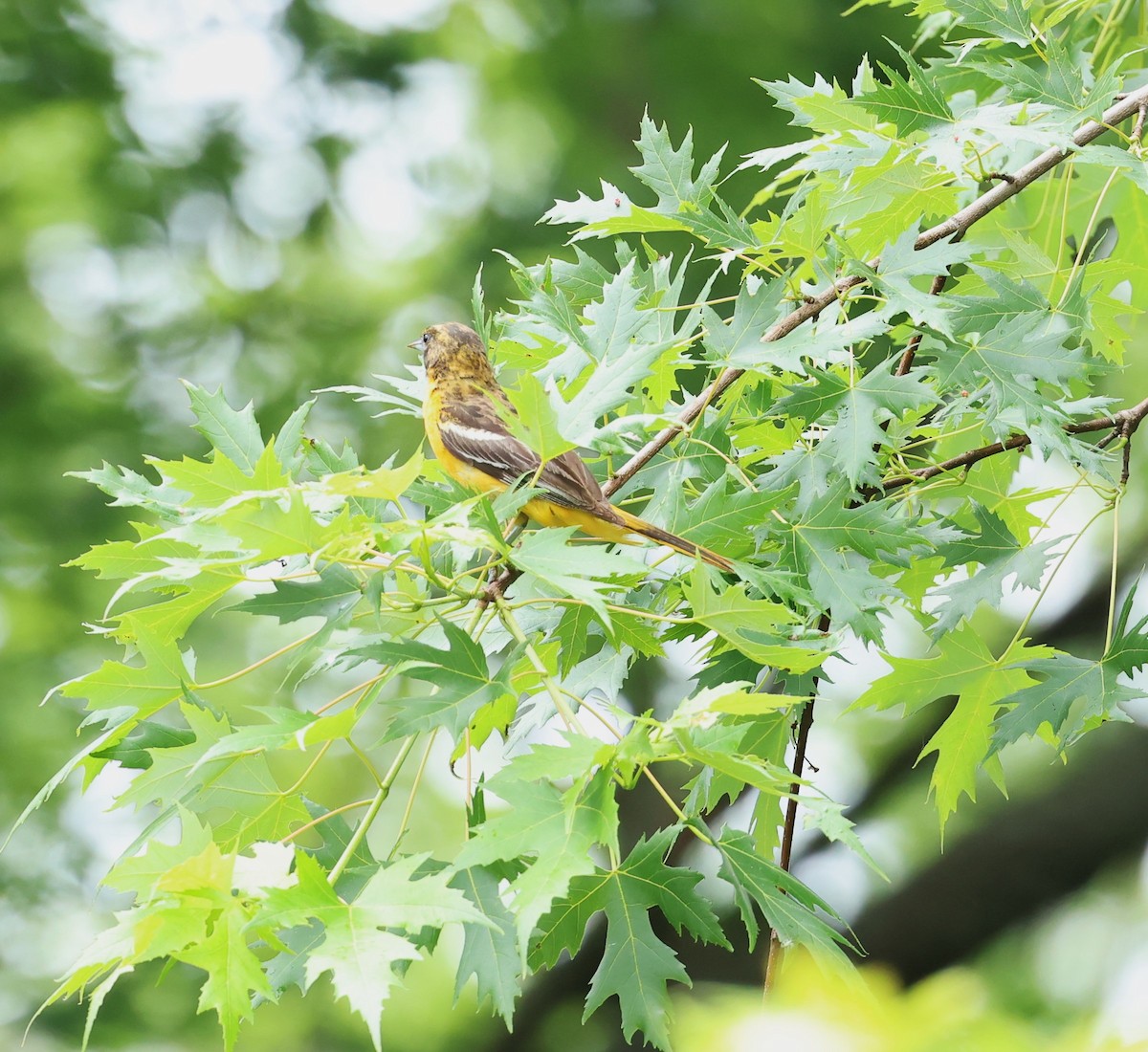 Baltimore Oriole - ML620831868