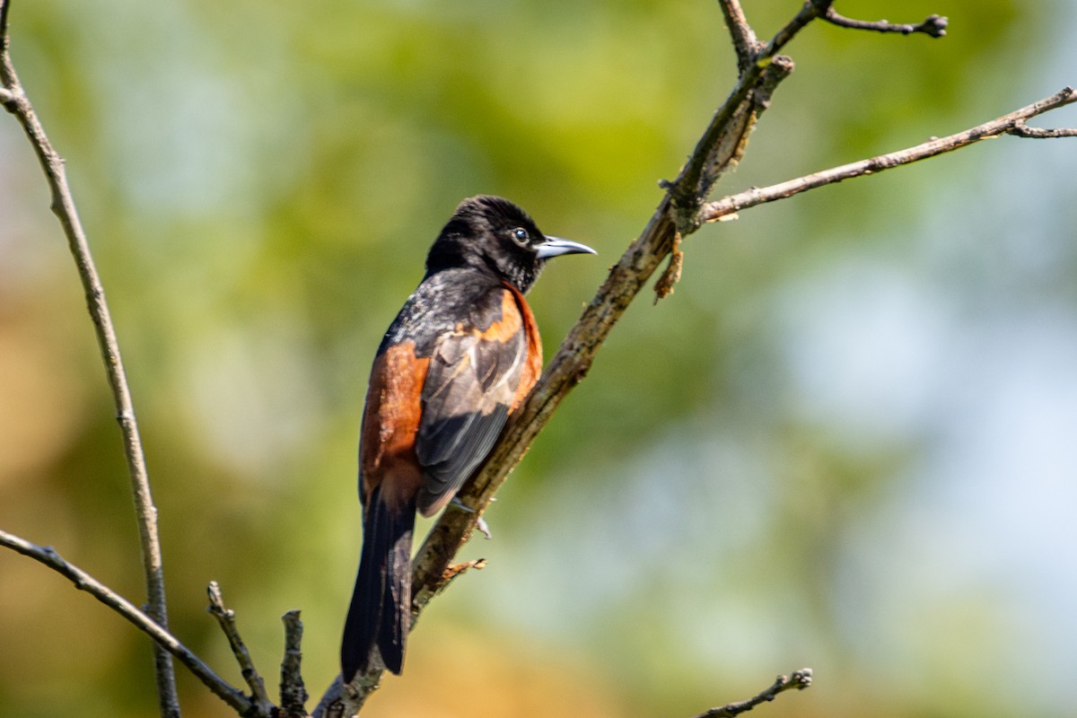 Orchard Oriole - Michael Warner