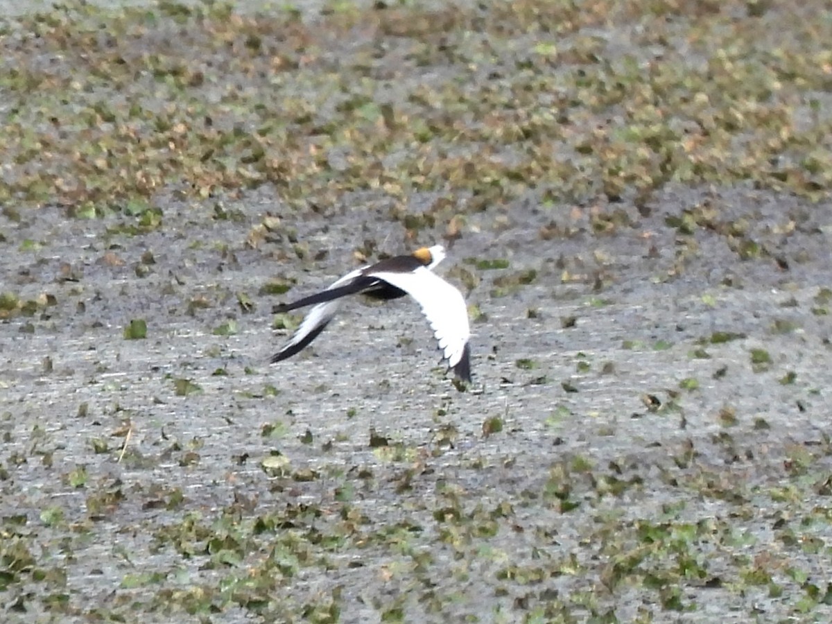 Jacana à longue queue - ML620831871