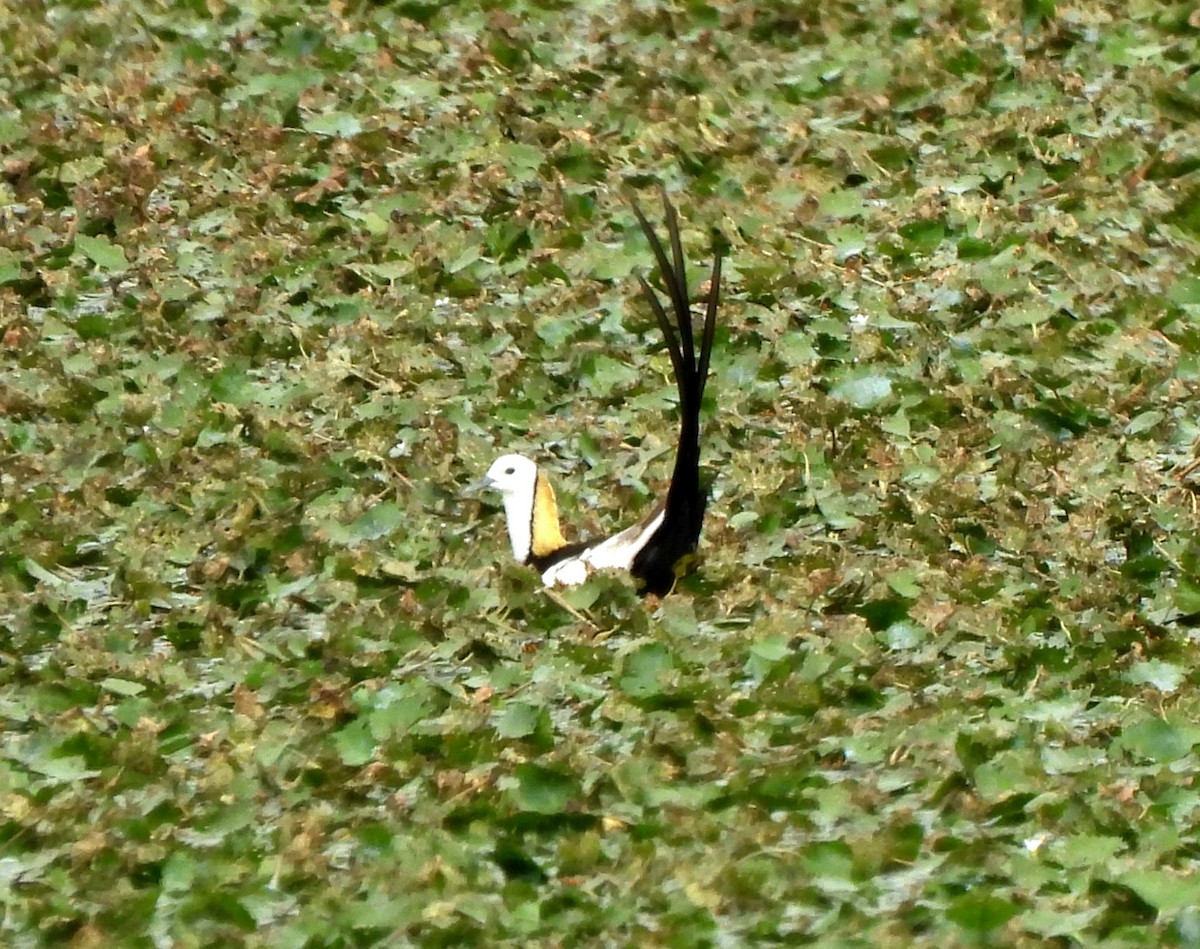 Pheasant-tailed Jacana - ML620831872