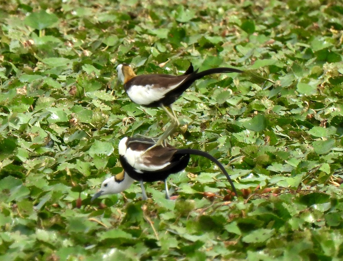 Jacana à longue queue - ML620831873