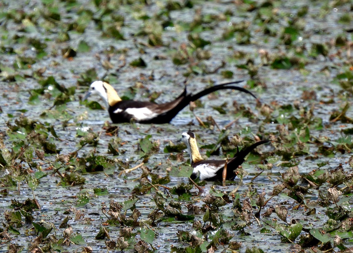 Jacana à longue queue - ML620831874