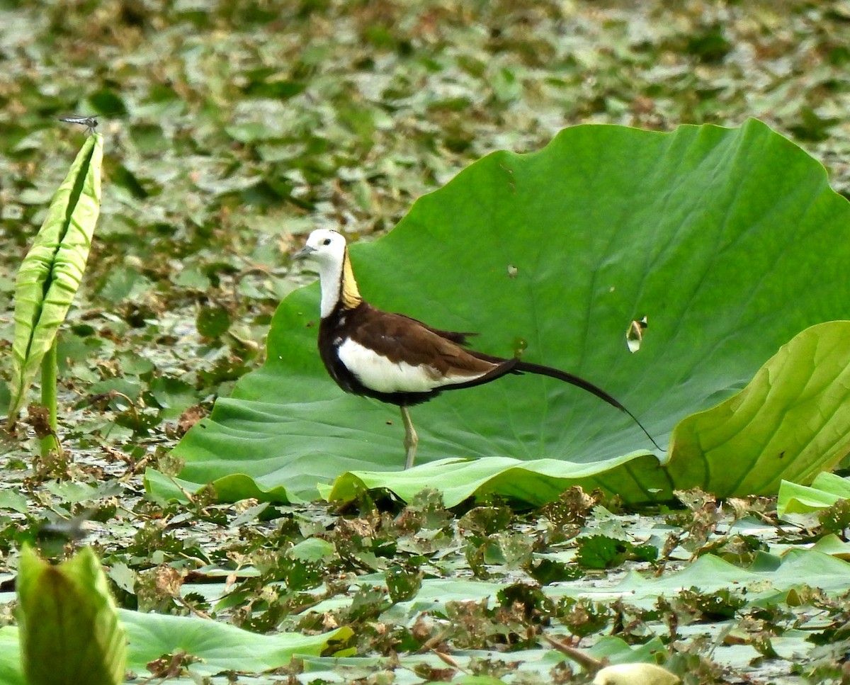 Pheasant-tailed Jacana - ML620831876