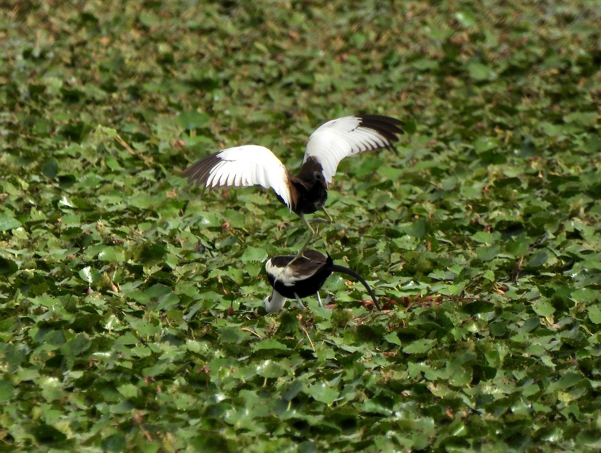 Pheasant-tailed Jacana - ML620831878