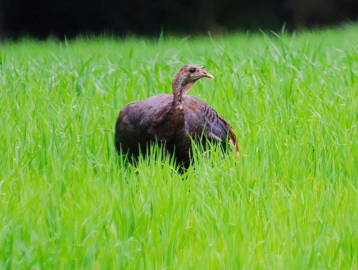 Wild Turkey - ML620831880