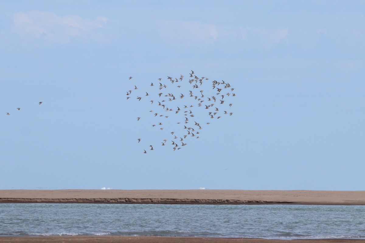 Red Knot - ML620831881