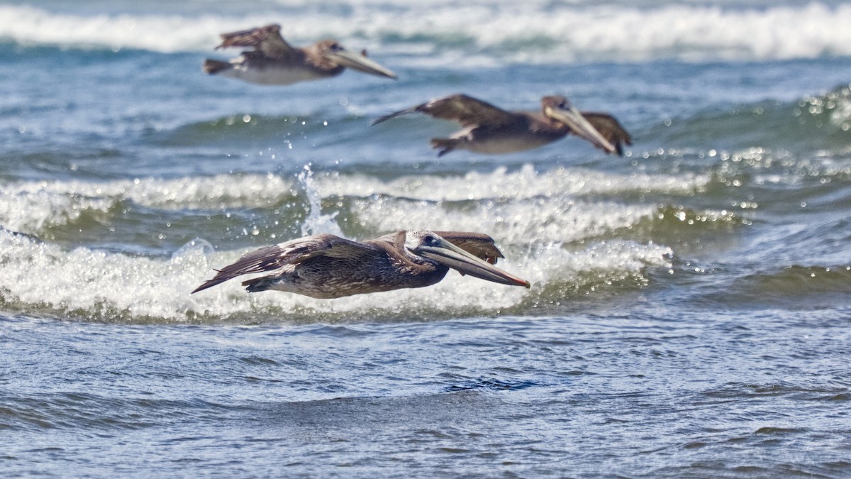 Brown Pelican - ML620831888