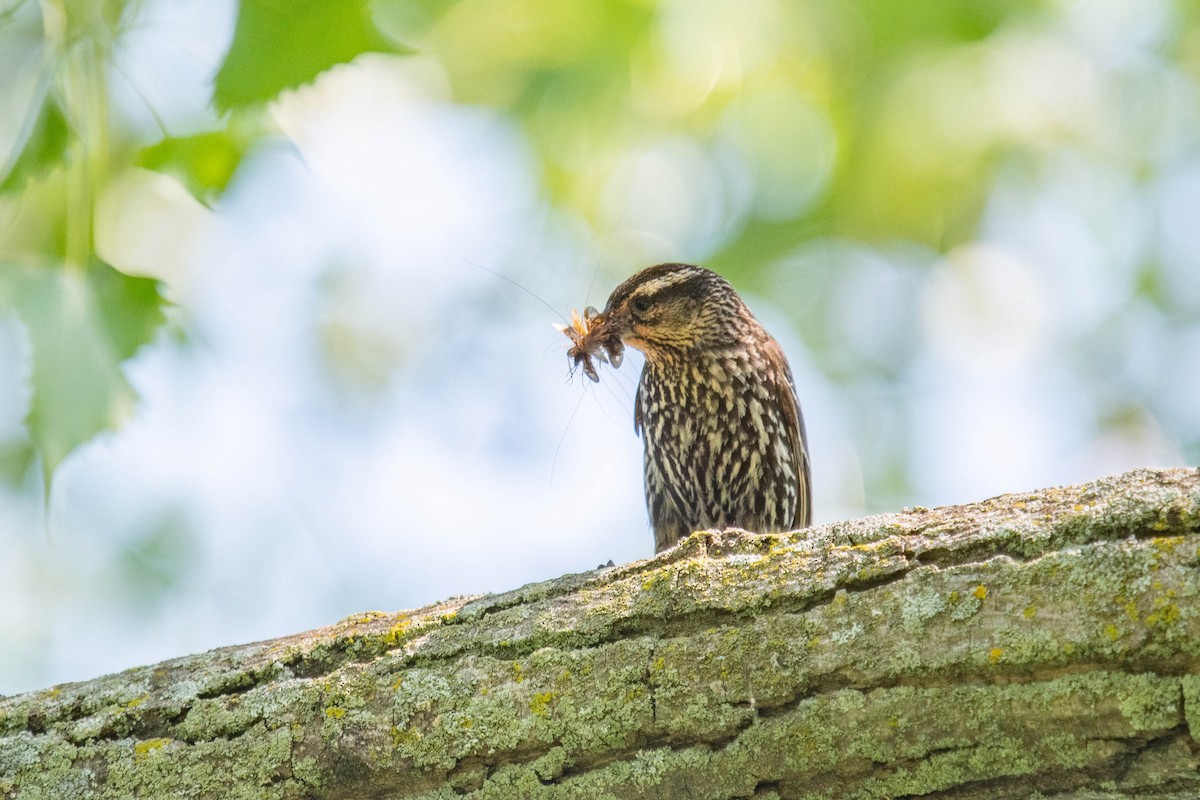 Red-winged Blackbird - ML620831891