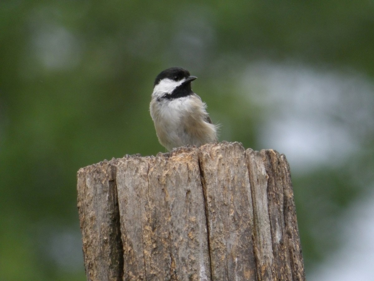 Carolina Chickadee - ML620831896