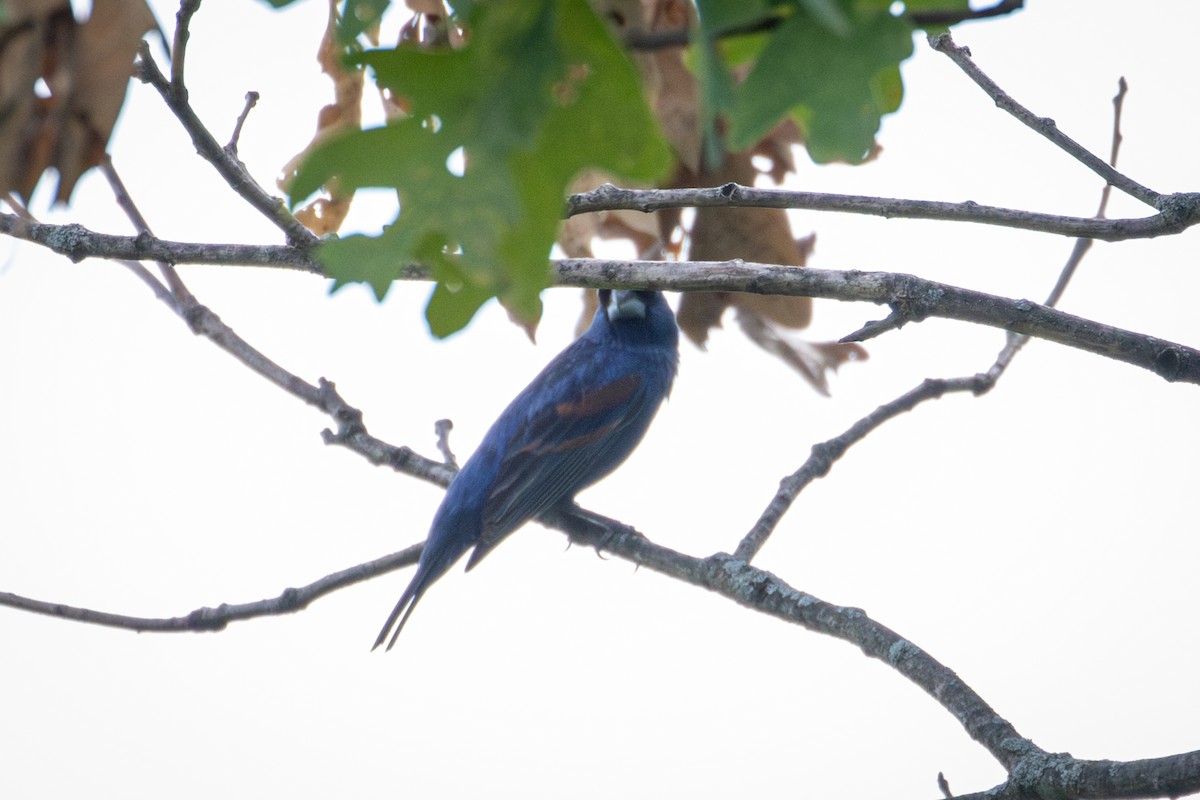 Blue Grosbeak - ML620831897