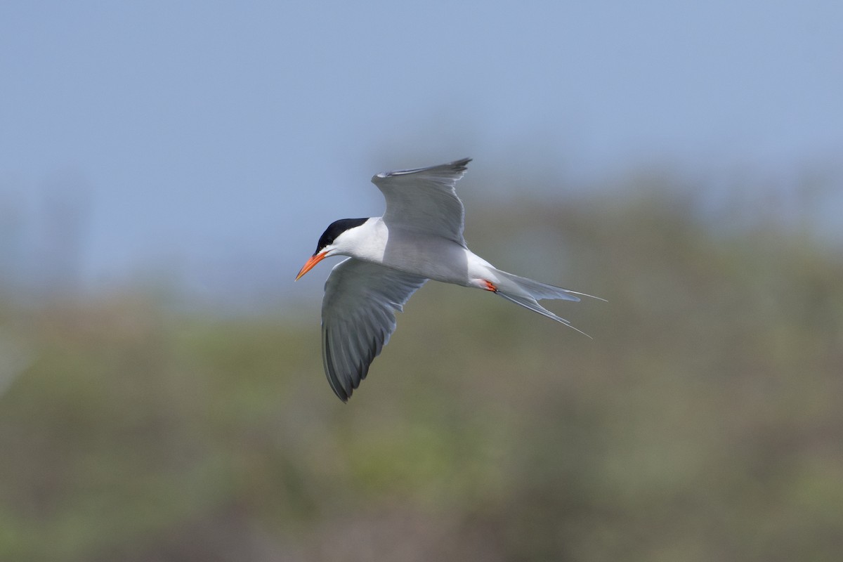 Common Tern - ML620831901