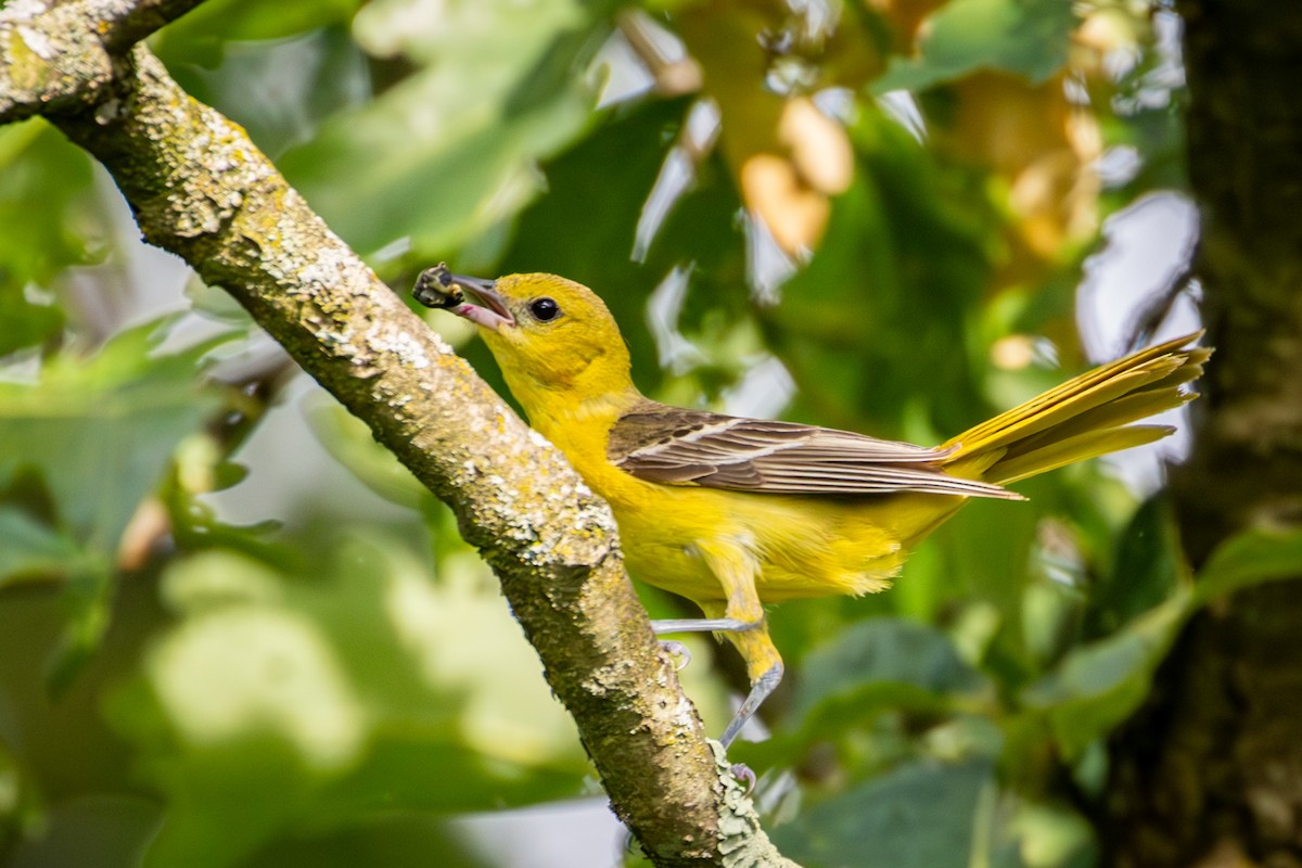 Orchard Oriole - ML620831905