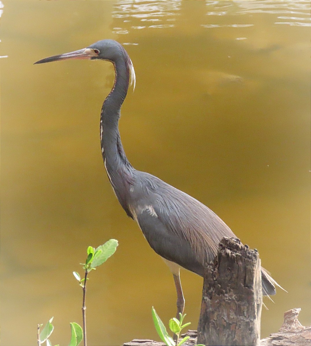 Tricolored Heron - ML620831908