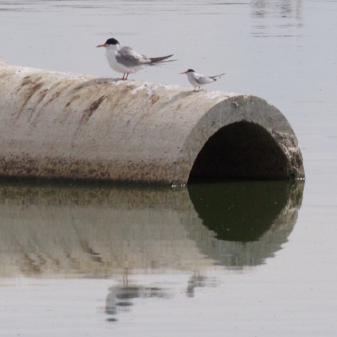 Least Tern - ML620831912