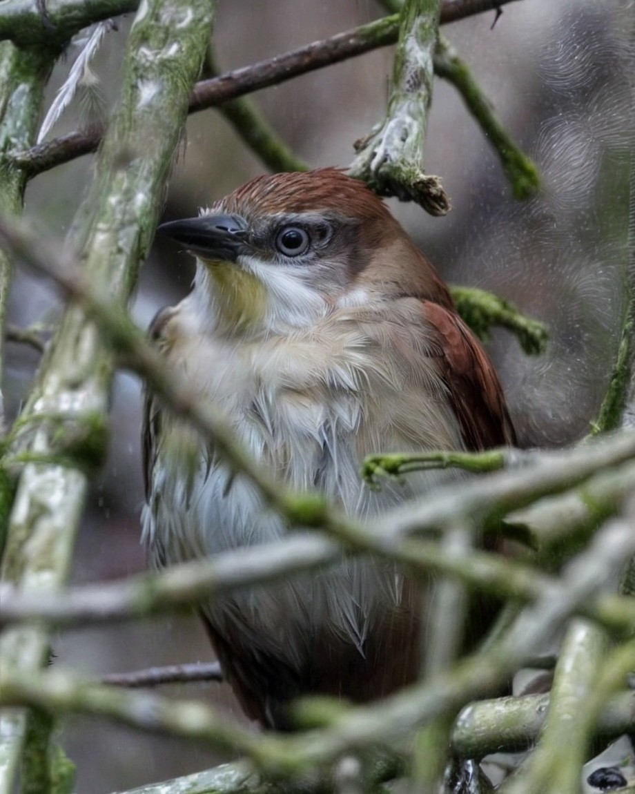 Yellow-chinned Spinetail - Pedro Urrego