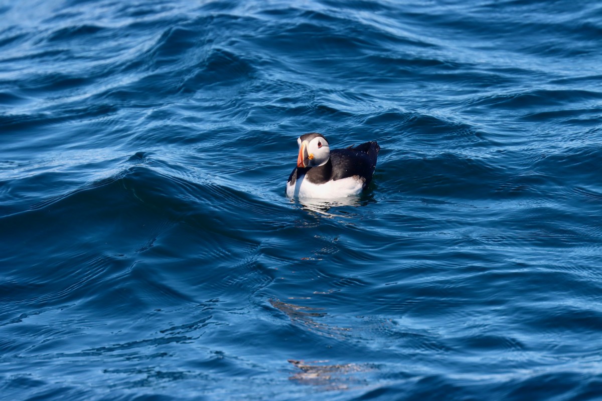 Atlantic Puffin - Jack Hagan