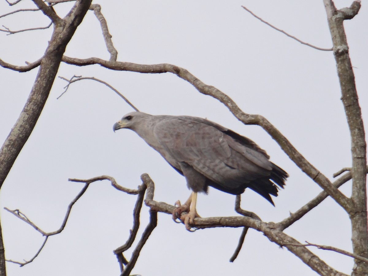 Águila de Azara - ML620831918