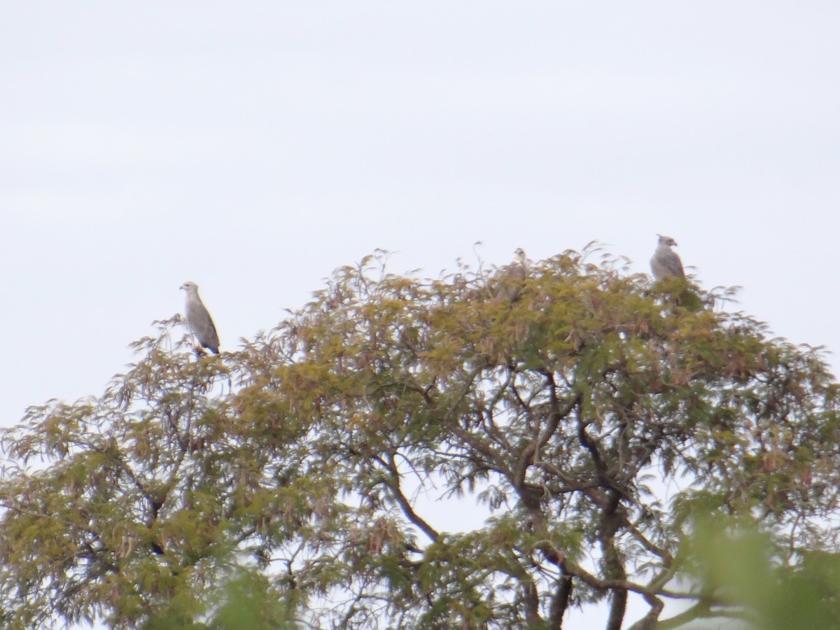 Águila de Azara - ML620831919