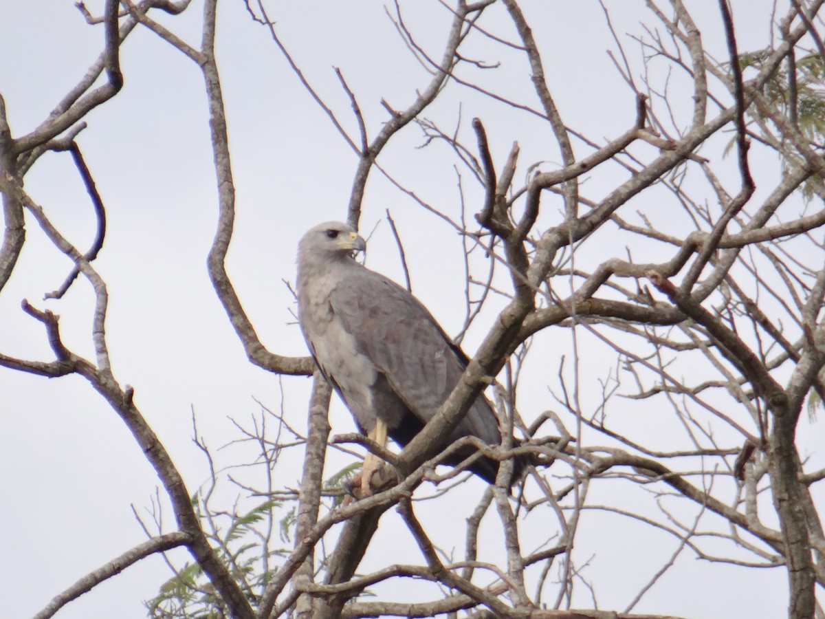 Águila de Azara - ML620831921