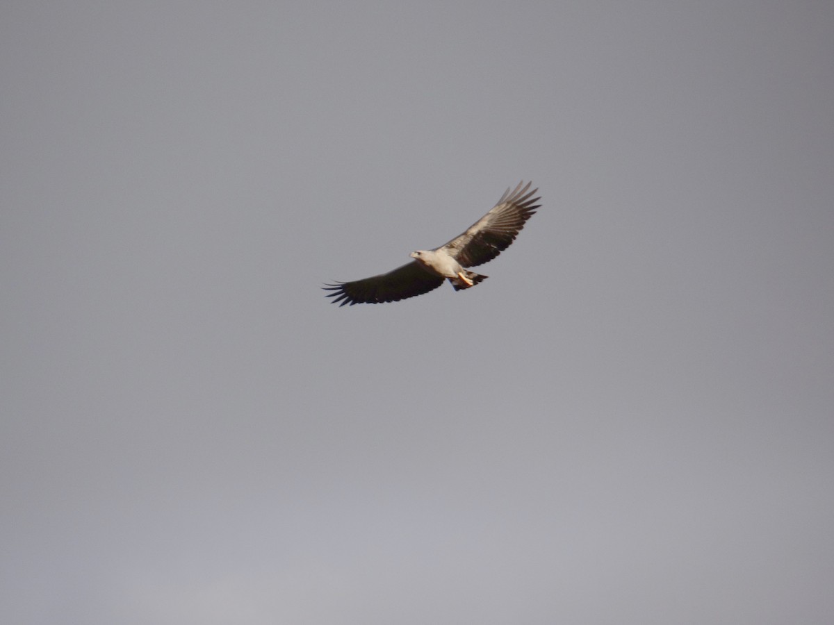 Águila de Azara - ML620831922