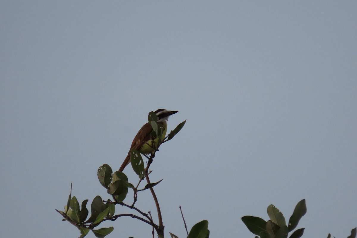 Great Kiskadee - ML620831923