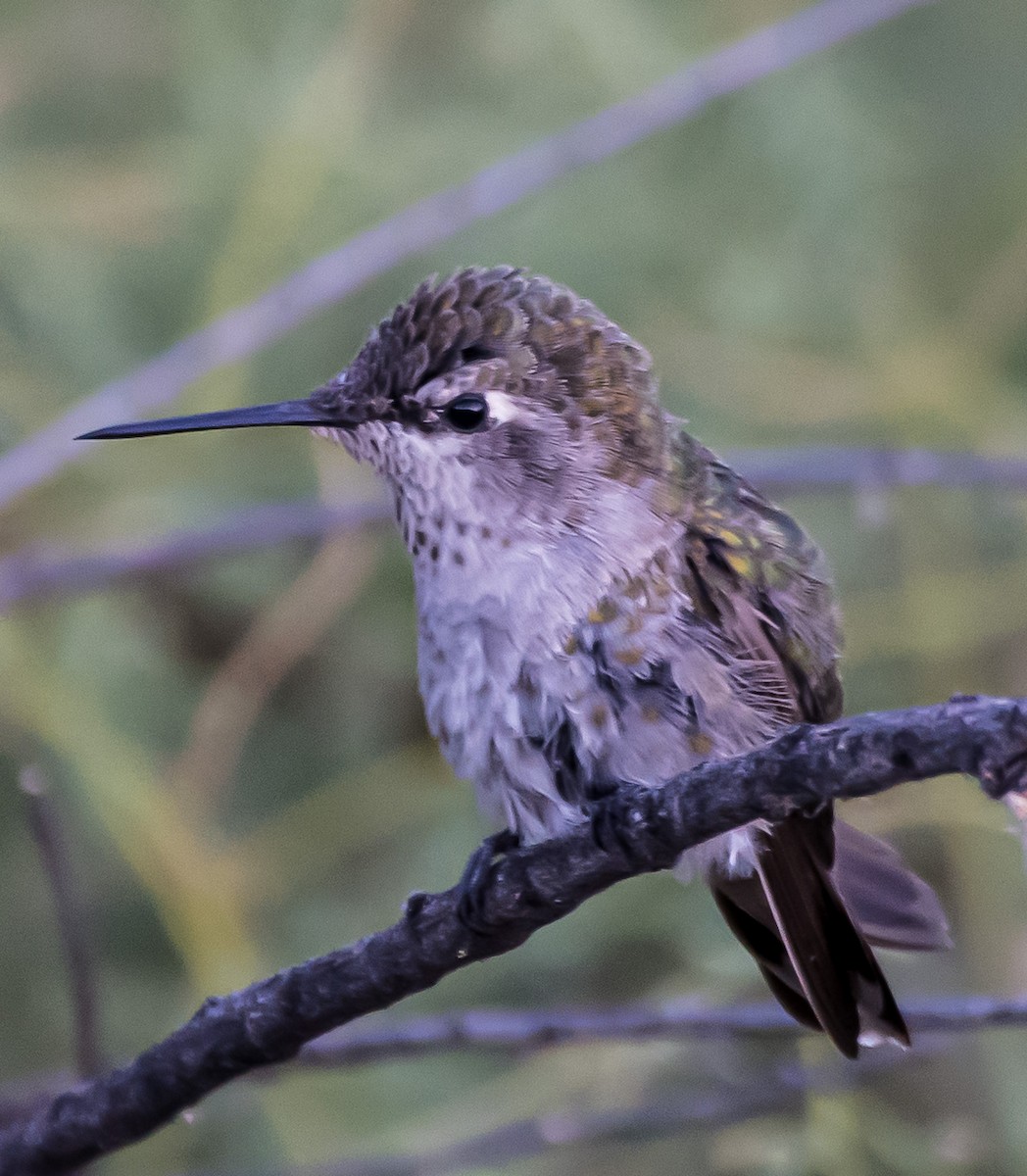 Costa's Hummingbird - ML620831929
