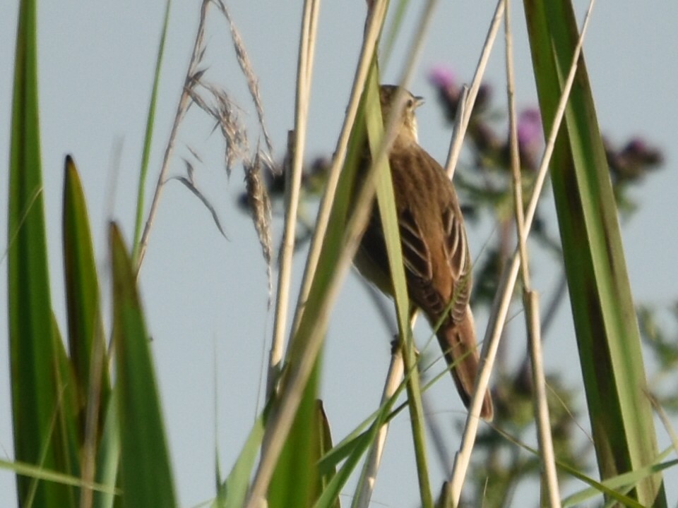 Sedge Warbler - ML620831936