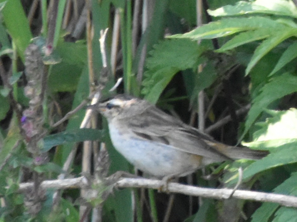 Sedge Warbler - ML620831937