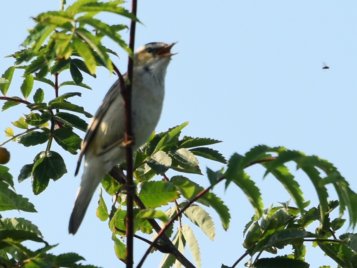 Sedge Warbler - ML620831939