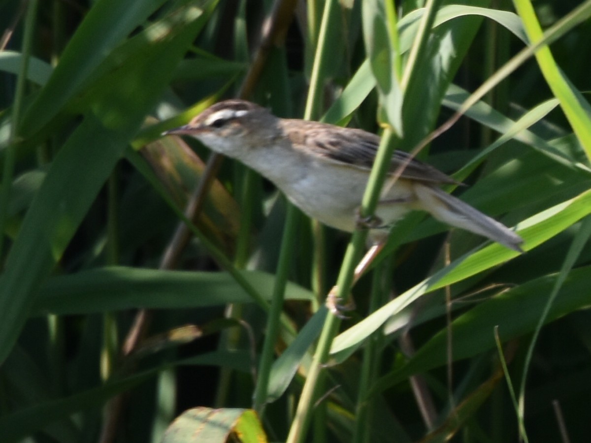 Sedge Warbler - ML620831940