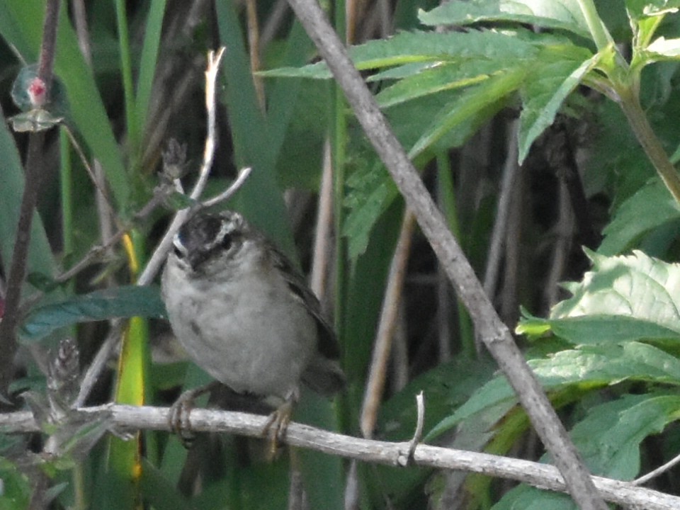 Sedge Warbler - ML620831941