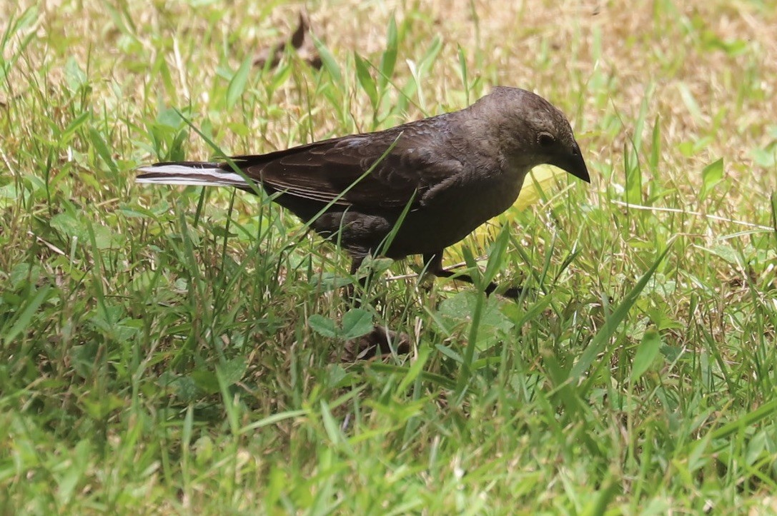 Brown-headed Cowbird - ML620831943